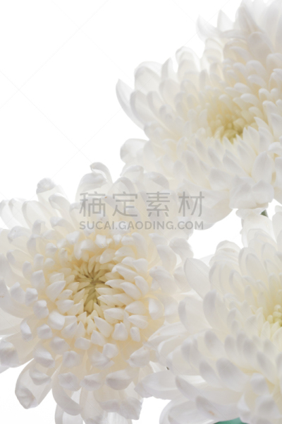 菊花,自然美,白色,自然,芳香的,黄色,季节,垂直画幅,图像,花瓣