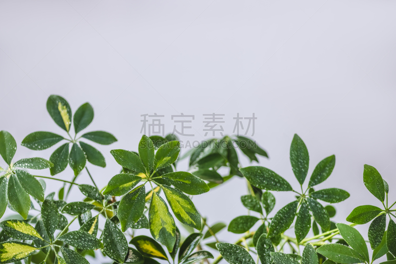 水,特写,叶子,绿色,水滴,灰色背景,分离着色,风景,留白,水平画幅