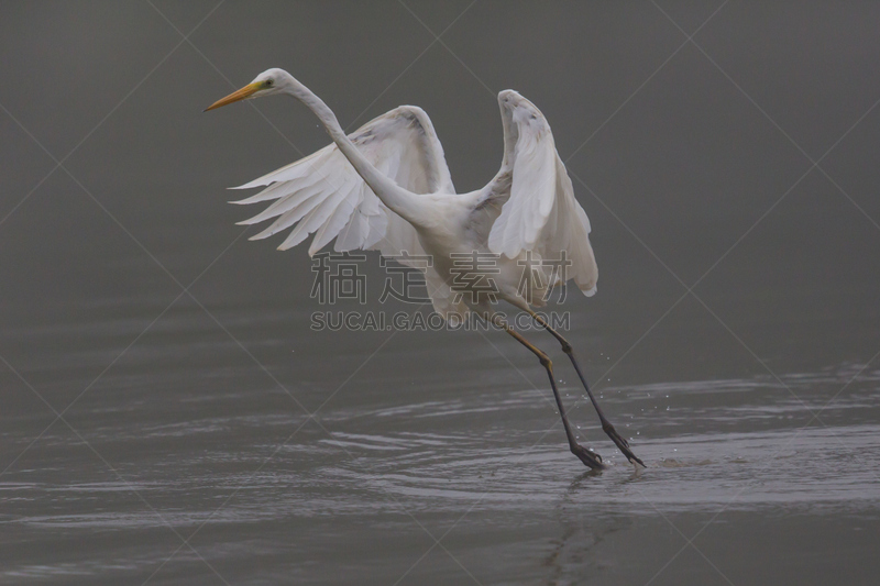 大白鹭,天空,水平画幅,鸟类,动物学,鹭科,纯净,动物身体部位,非凡的,反差