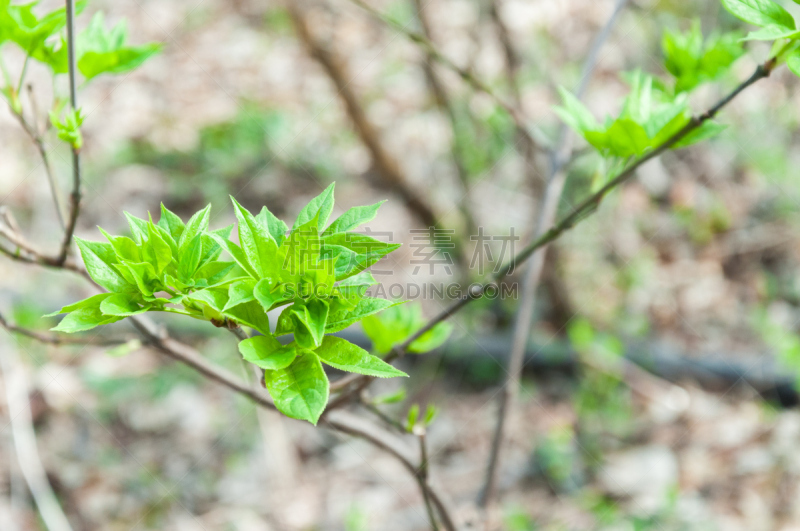 花楸浆果,叶子,绿色,嫩枝,春天,青年人,山梨树,前南斯拉夫,美,新的