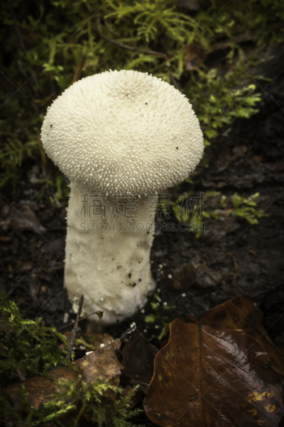 普通马勃,垂直画幅,选择对焦,留白,无人,平视角,苔藓,户外,特写,生长