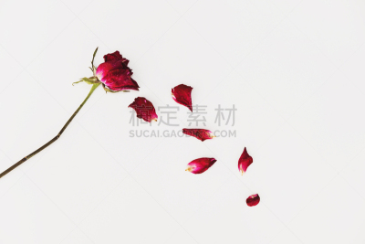 玫瑰,仿旧磨损的效果,背面视角,白色背景,美,留白,风,水平画幅,古老的,古典式