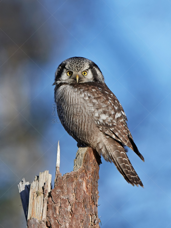 hawk owl,猫头鹰,老鹰,北,自然,垂直画幅,野生动物,无人,动物,丹麦