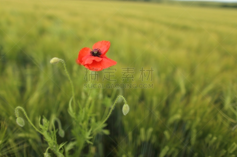 田地,表皮寄生菌,大戟科,锦葵属,天空,水平画幅,无人,夏天,户外,草