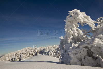 雪,山脉,全景,森林,水平画幅,无人,孚日省,偏远的,户外,云杉