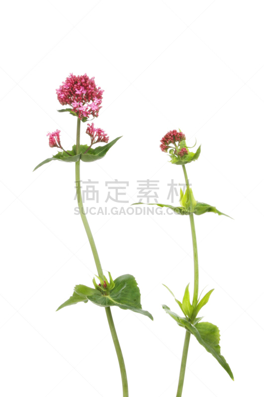 红缬草,垂直画幅,红色,白色,植物,无人,2015年,植物学,叶子,背景分离