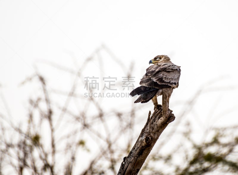 鸟类,热带鸟,superb starling,水平画幅,无人,野外动物,户外,雨林,明亮,北美歌雀