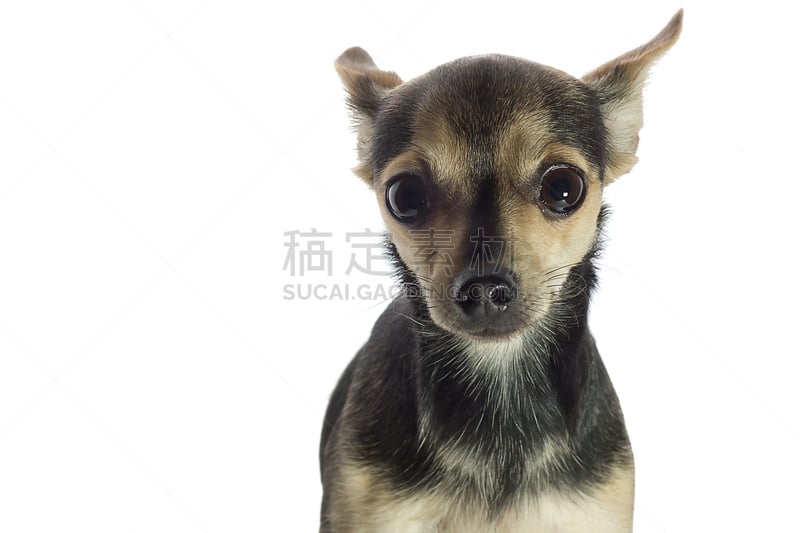 toy terrier,俄罗斯,狗,白色背景,褐色,水平画幅,梗犬,生姜,外衣,工作室