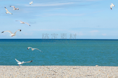 圆石滩,水,天空,留白,水平画幅,迪耶普,鸟类,大西洋,野外动物,夏天