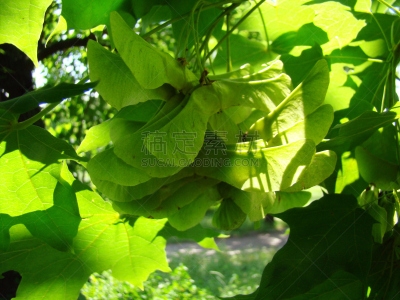 枫树,种子包,枫树的翅果,直升机,水平画幅,无人,夏天,叶子,摄影,树