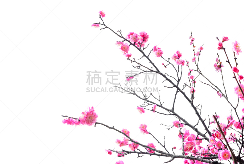 梅花,吝啬的,南京,留白,公园,新的,水平画幅,纹理效果,无人,偏远的