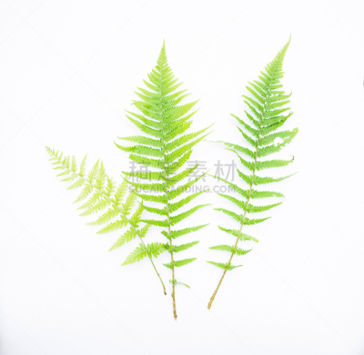清新,叶子,绿色,蕨类,幼小动物,彩色图片,三个物体,黄色,美,水平画幅