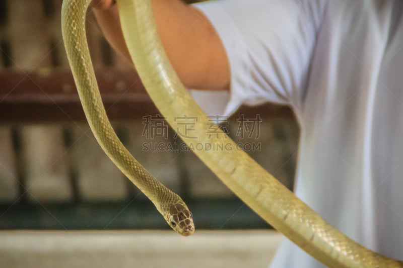 捕鼠蛇,动物,秃树,黄颌蛇,特有物种,人,捕捞鱼,东南亚半岛,东南亚