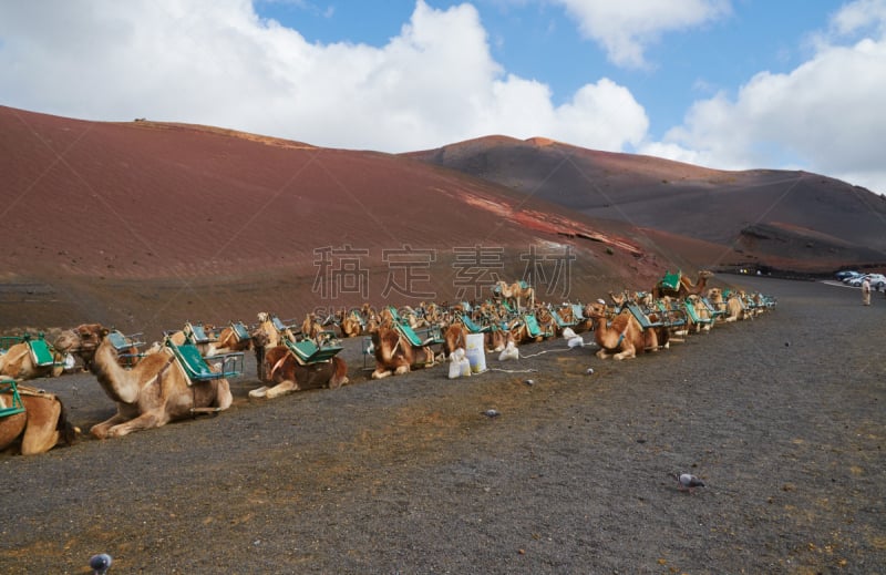 timanfaya national park,兰萨罗特岛,骆驼,岛,国家公园,自然,天空,水平画幅,岩石,无人