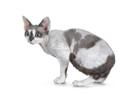 可爱的,绿色眼睛,白色背景,小猫,波音达猎犬,分离着色,德文莱克斯猫,彩色蜡笔,白色,站