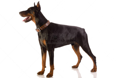 杜宾犬,白色背景,美,褐色,水平画幅,哺乳纲,狗,纯种犬,可爱的,嬉戏的