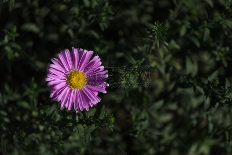 紫色,紫苑,米粒扣翠菊,纹理效果,一个物体,摩尔多瓦共和国,品红色,公园,植物,户外