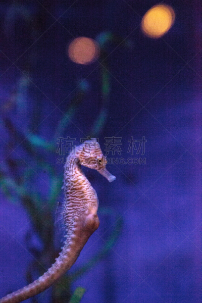 刺海马,接力赛,垂直画幅,美国,动物内脏,无人,海马,雄性动物,海鱼,海洋