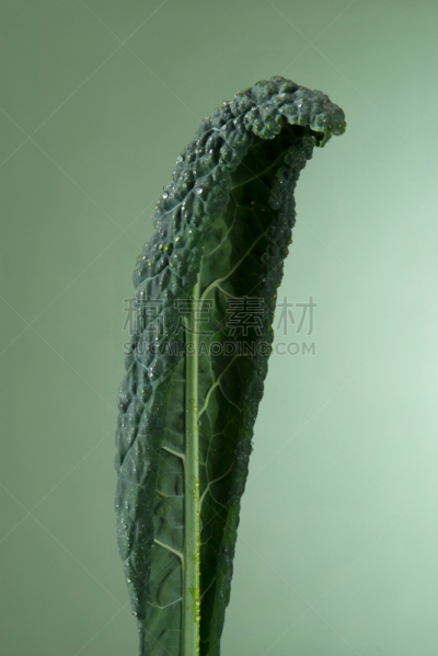 羽衣甘蓝,叶子,尼禄,黑色,垂直画幅,绿色,素食,无人,有机食品,背景分离