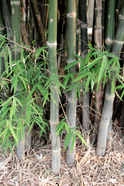 竹,自然,垂直画幅,式样,日本,抽象,热带雨林,特写,生长,上升