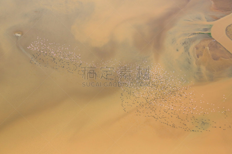 里夫特谷,坦桑尼亚,小火烈鸟,泡碱湖,航拍视角,肯尼亚,在之间,国境线,在上面,羊群