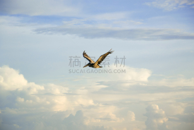 鹈鹕,棕色鹈鹕,水,天空,美国,水平画幅,鸟类,海洋,哺乳纲,海鸟
