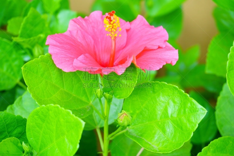 粉色,阿罗哈,月季,花柱头,雌蕊,雄蕊,美,水平画幅,无人,夏天