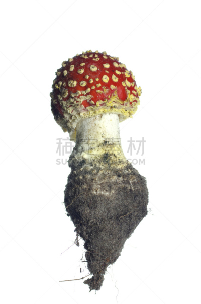 毒蘑菇,红色,自然,垂直画幅,式样,秋天,无人,有毒生物体,有机食品,蘑菇
