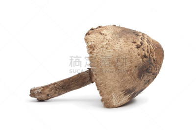 雨伞菇,全身像,一个物体,菌腮,水平画幅,无人,生食,白色背景,影棚拍摄,食用菌