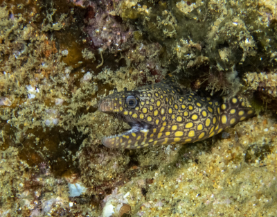海鳗,宝石,自然,宝石海鳗,海洋生命,拉丁美洲,野生动物,图像,海洋,墨西哥
