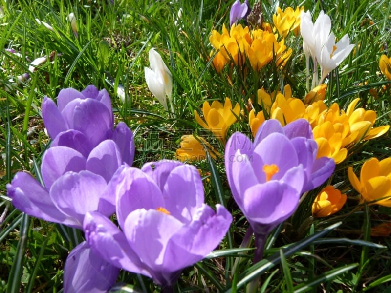 Polfilter, Frühblüher, Wiesenblume, Gartenblume,