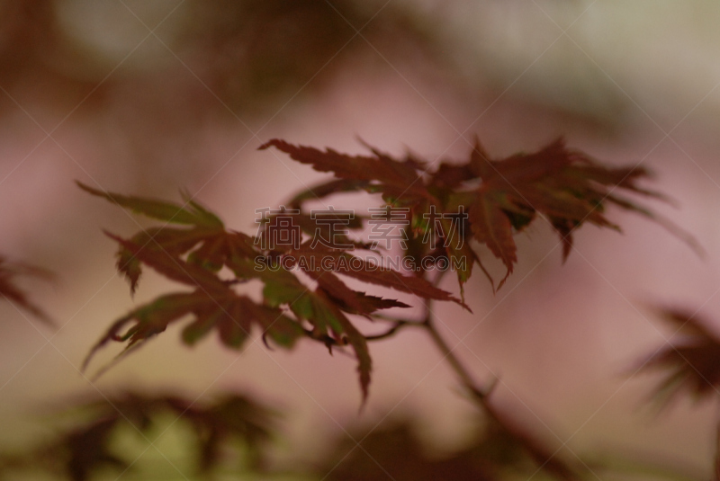 春天,佤族,景观设计,紫荆树,自然美,园林,植物,杜鹃花,枫树,夏天