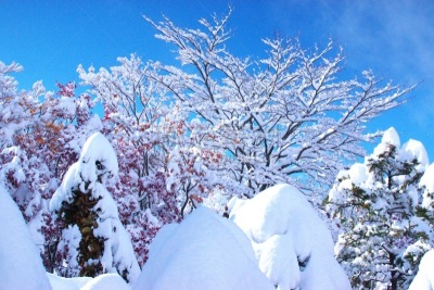 秋天,粉末状雪,舞蹈,水平画幅,雪,无人,葡萄树枫木,户外,北海道,镜头眩光