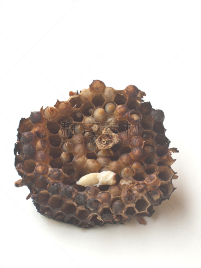 黄蜂巢,烧毁的,自然,垂直画幅,式样,野生动物,六边形,无人,动物斑纹,特写