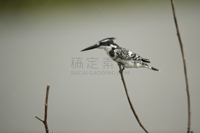 杂色翠鸟,纳瓦沙湖,翠鸟,自然,野生动物,水平画幅,鸟类,非洲,动物身体部位,野外动物