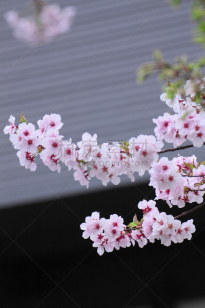 角馆,樱花,江户时代,秋田县,自然,垂直画幅,樱桃,无人,日本,有机食品
