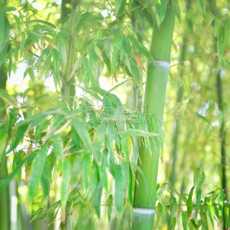 竹,留白,无人,热带雨林,夏天,户外,特写,树林,竹子叶,植物