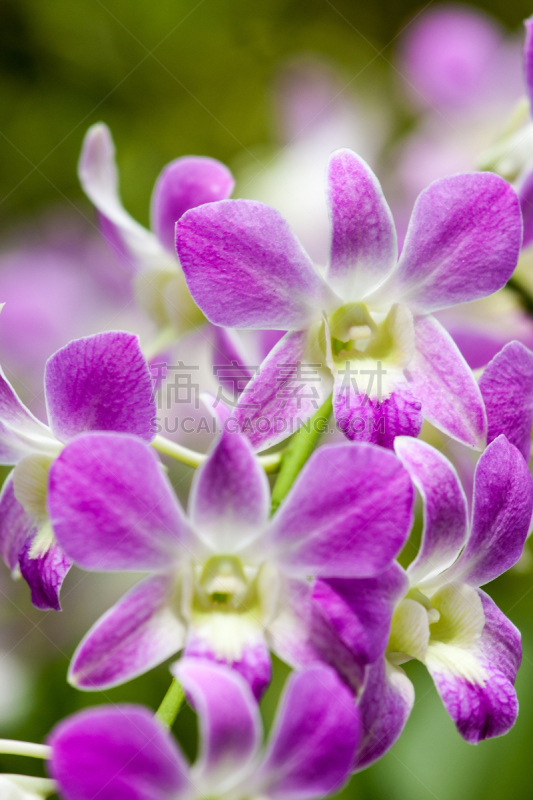 新加坡市,文心兰,兰花科植物,兰亚科,垂直画幅,美,兰花,公园,新加坡,无人