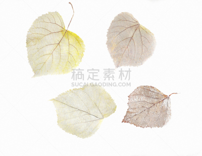 欧锻树,干的,白桦,叶子,动物骨骼,植物标本室,维管植物,细胞膜,农神庙,万能钥匙