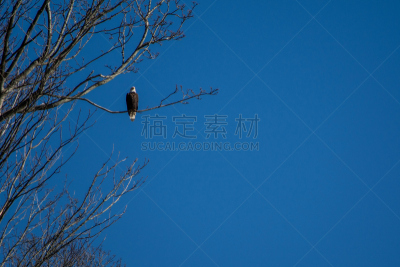 鸟类,能源,迪斯卡沃帕克,西雅图,鹰,天空,美,水平画幅,无人,职权