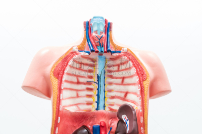 动物内脏,人,解剖模型,特写,白色背景,假人撞击测试,thoracic cavity,间皮,淋巴管,胸椎