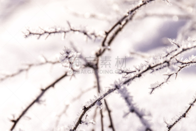 枝,霜,思诺山,水平画幅,纹理效果,雪,无人,特写,明亮