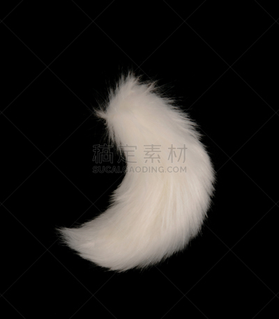 尾巴,北极狐,白色,背景分离,华贵,垂直画幅,泰国,多毛的,图像,头发