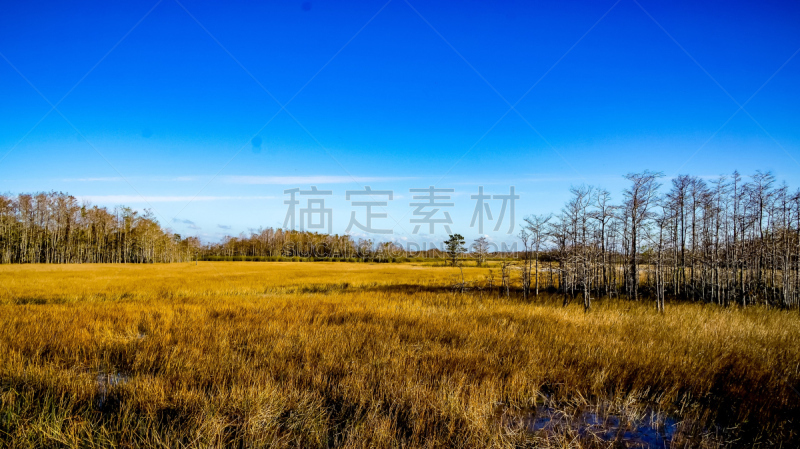 冬天,湿地,天空,褐色,秋分,水平画幅,枝繁叶茂,棕榈沙滩镇,沼泽,户外