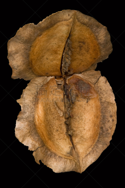 紫薇科树,豆荚,垂直画幅,南加利福尼亚,植物,彩色图片,无人,摄影,树