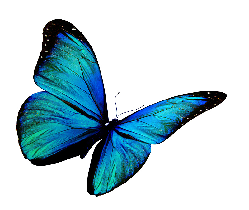 蝴蝶 蓝色 白色背景 闪光蝶 水平画幅 夜晚 抽象 夏天 闪亮的 昆虫图片素材下载 稿定素材