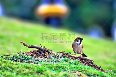 麻雀,褐色,水平画幅,鸟类,湿,北美歌雀,长焦镜头,喙,冬天,家麻雀