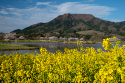 油菜花,樱桃树,公园,自然美,新泻市,新泻县,吉野樱花,星和园,水,天空