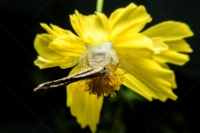 蟹蛛,蜘蛛,自然,水平画幅,无人,蜘蛛纲,特写,泰国,摄影