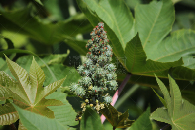 蓖麻,自然,水平画幅,绿色,水果,无人,有毒生物体,健康保健,果树,生物学